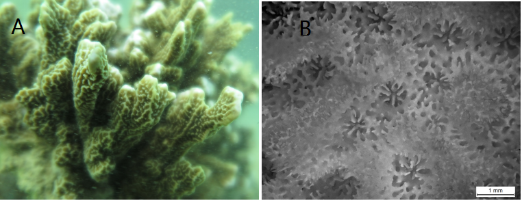Montipora Vietnamensis (Montipora vietnamensis) |commons:File:Montipora vietnamensis (10.3897-BDJ.10.e91531) Figure 1.png