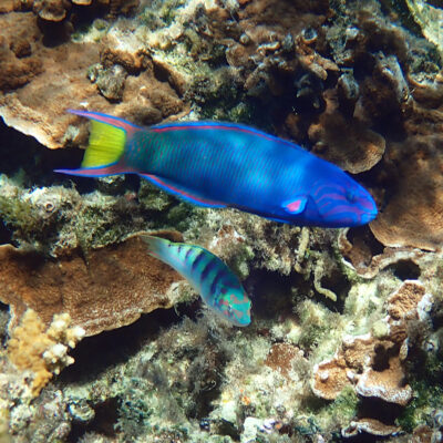 Moon Wrasse (Thalassoma lunare) |commons:File:Moon Wrasse,Thalassoma lunare, Emily Bay, Kingston 2899, Norfolk Island imported from iNaturalist photo 257404495.jpg