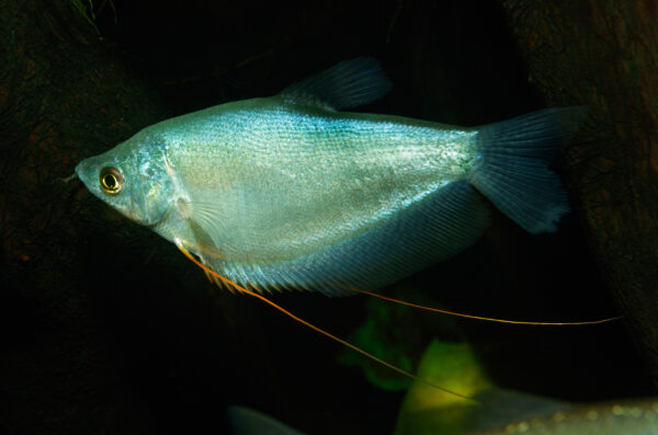 Moonlight Gourami (Trichopodus microlepis) |commons:File:Trichopodus microlepis - Karlsruhe Zoo 01.jpg