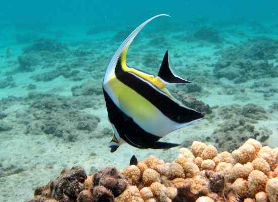 Moorish Idol (Zanclus cornutus) |commons:File:Idole des Maures (Zanclus cornutus).jpg