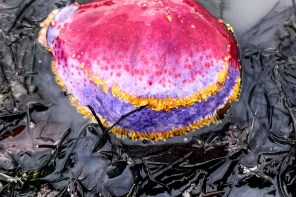 Mor Deniz Elması Pseudocolochirus violaceus