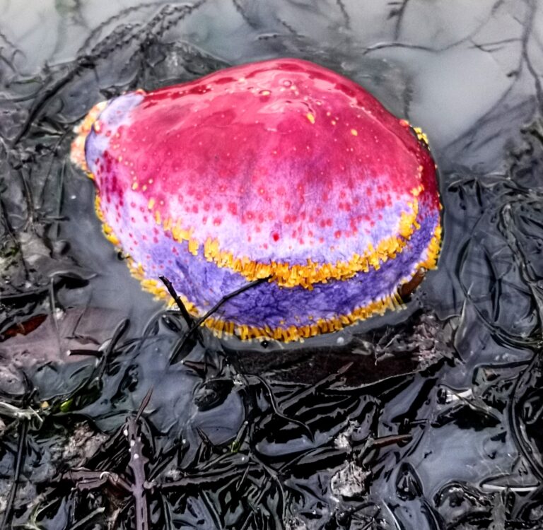 Mor Deniz Elması Pseudocolochirus violaceus