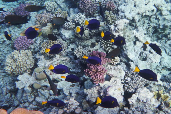 Mor Tang Zebrasoma xanthurum