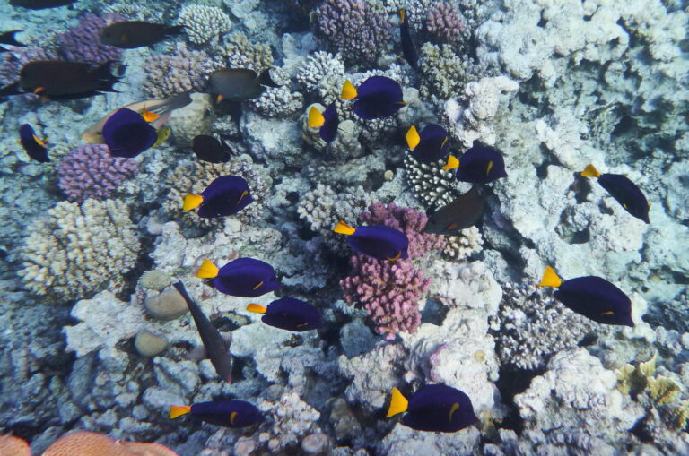 Mor Tang Zebrasoma xanthurum