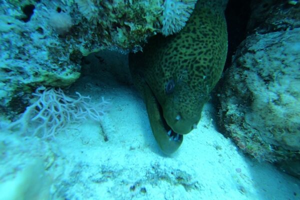 Moray Müren Gymnothorax javanicus