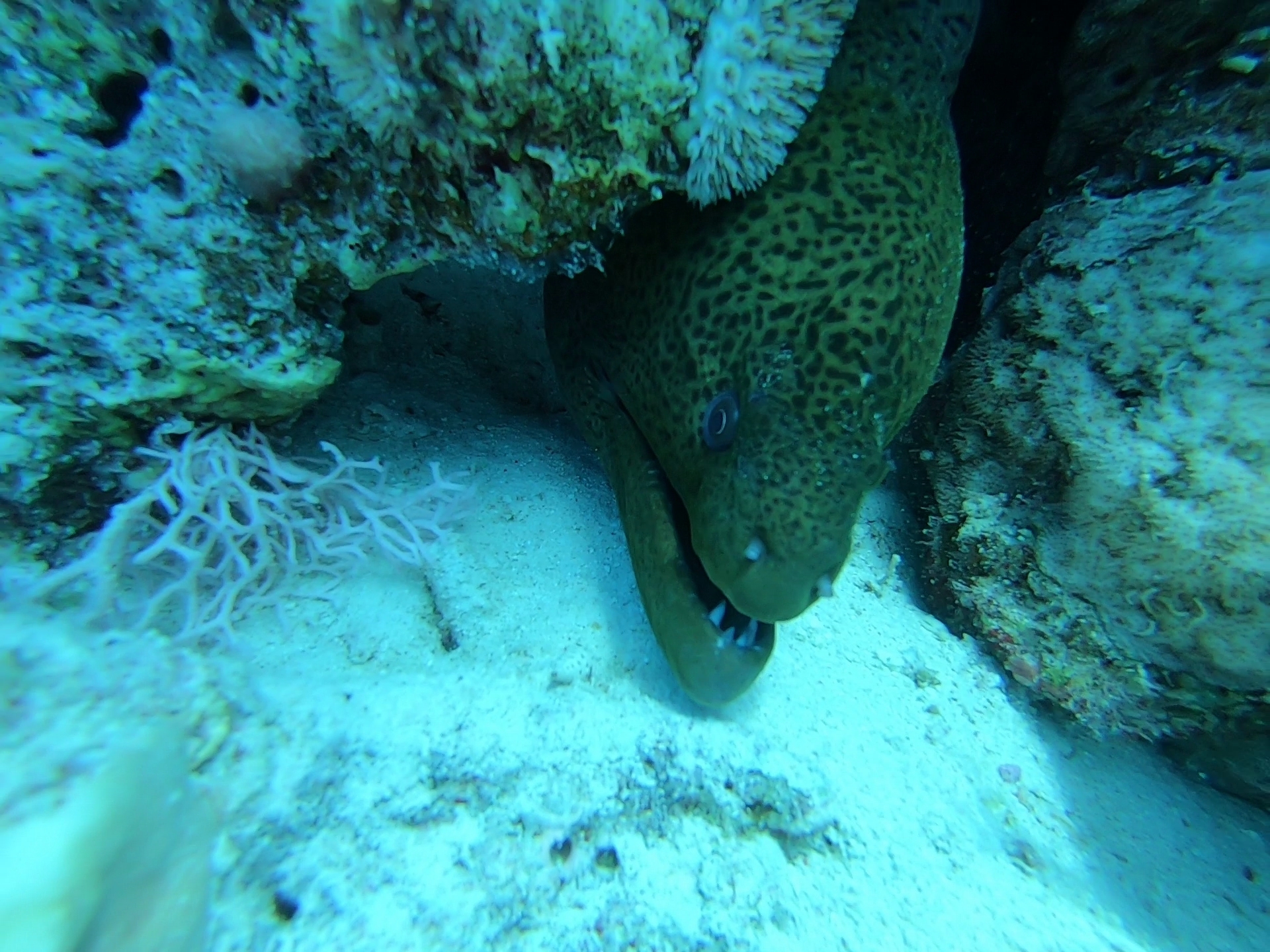 Moray Müren Gymnothorax javanicus
