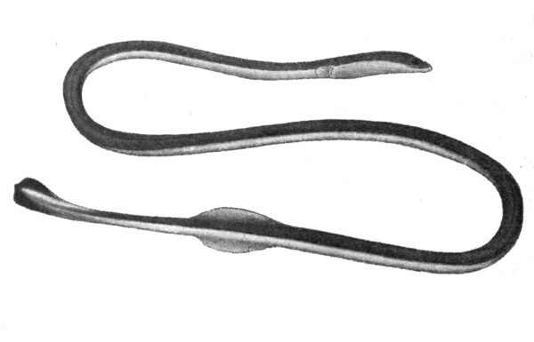 Moringua bicolor (Moringua bicolor) |commons:File:Moringua bicolor.jpg