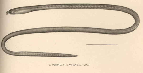 Moringua hawaiiensis (Moringua hawaiiensis) |commons:File:FMIB 41074 Moringua hawaiiensis Type.jpeg