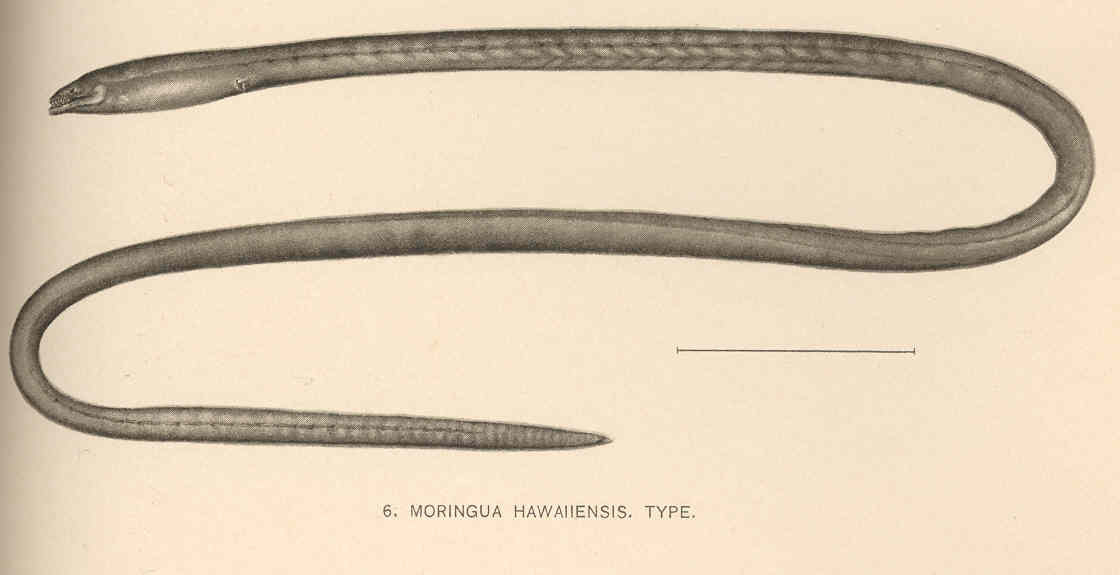 Moringua hawaiiensis (Moringua hawaiiensis) |commons:File:FMIB 41074 Moringua hawaiiensis Type.jpeg