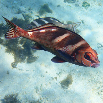 Morwong ephippium (Morwong ephippium) |commons:File:Morwong ephippium 259912749.jpg