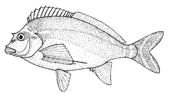 Morwong fuscus (Morwong fuscus) |commons:File:Goniistius fuscus (Red Morwong).gif