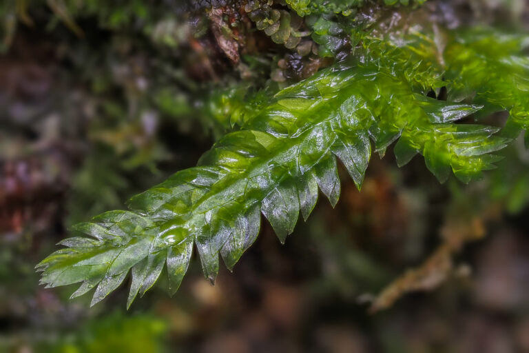 Moss Deplanatum (Taxiphyllum deplanatum) |commons:File:Taxiphyllum deplanatum-2.jpg