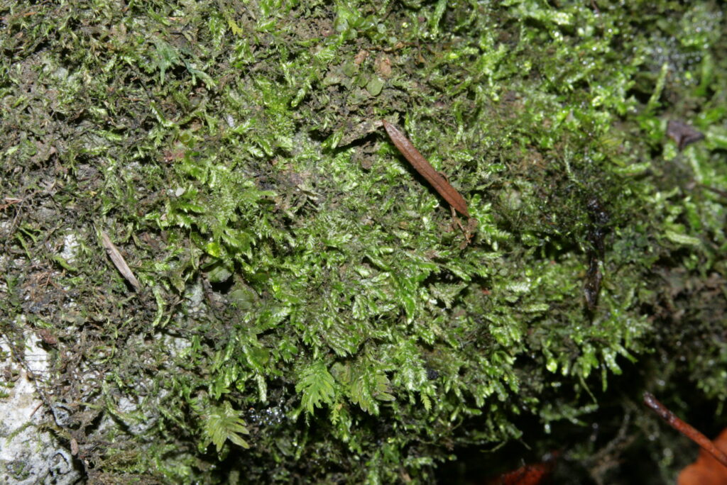 Moss Wissgrillii (Taxiphyllum wissgrillii) |commons:File:Taxiphyllum wissgrillii (a, 143106-475446) 2003.JPG