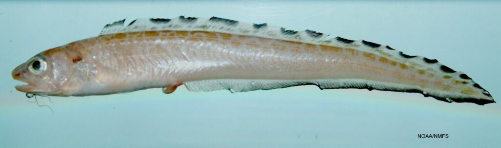 Mottled Cusk-eel (Lepophidium jeannae) |commons:File:Lepophidium jeannae.jpg