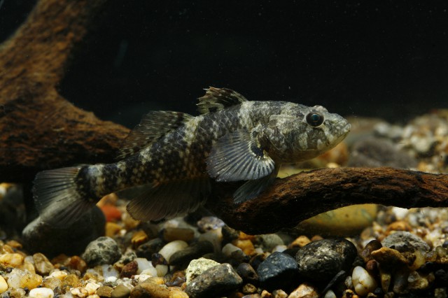 Mud Sleeper (Butis koilomatodon) |commons:File:Butis koilomatodon (Bleeker, 1849).jpg