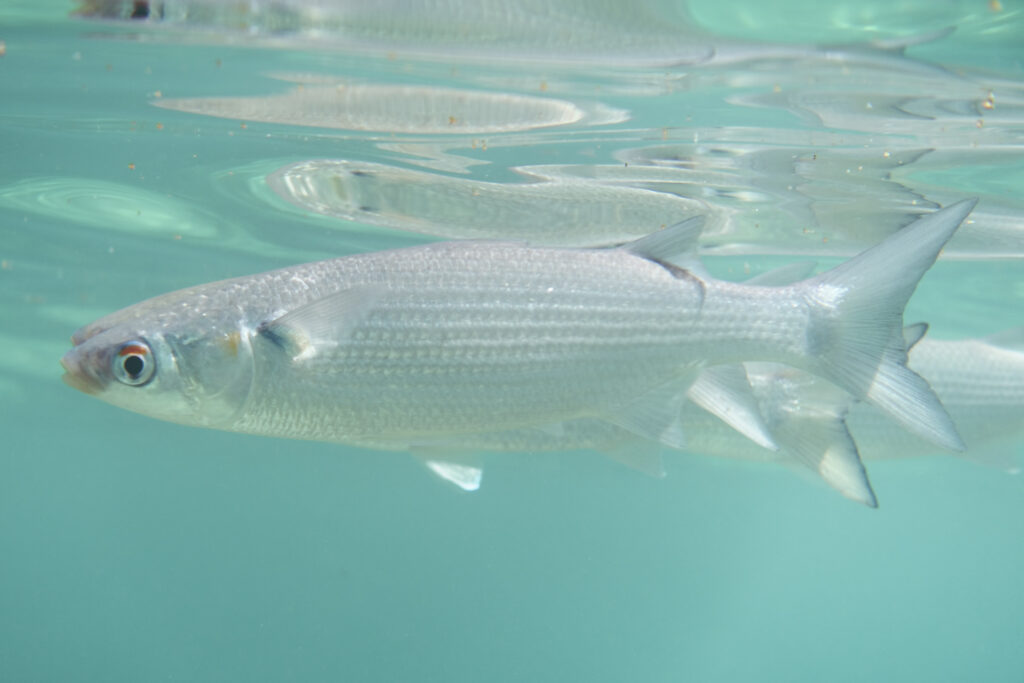 Mugil thoburni (Mugil thoburni) |commons:File:Thoburn's Mullet, Mugil thoburni.jpg