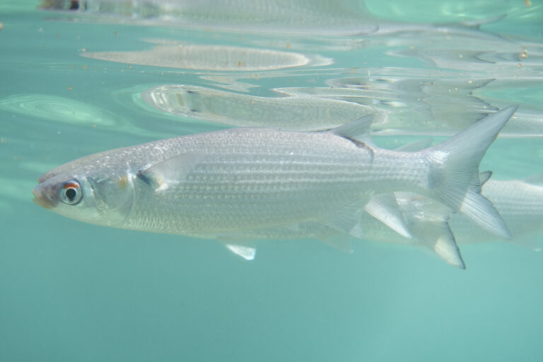 Mugil thoburni (Mugil thoburni) |commons:File:Thoburn's Mullet, Mugil thoburni.jpg