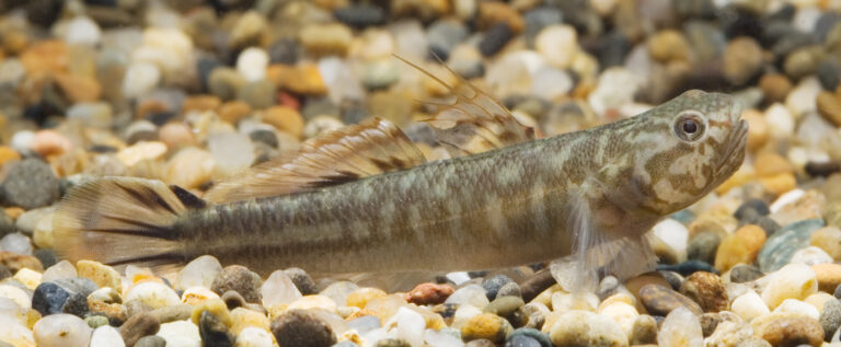 Mugilogobius abei (Mugilogobius abei) |commons:File:Mugilogobius abei (Shizuoka,Japan).jpg