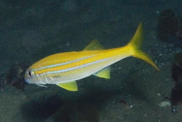 Mulloidichthys ayliffe (Mulloidichthys ayliffe) |commons:File:Mulloidichthys ayliffe, blacks, Ponta do Ouro, Mozambique imported from iNaturalist photo 61140865.jpg