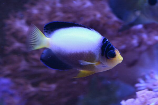 Multicolor Angelfish (Centropyge multicolor) |commons:File:Centropyge multicolor.jpg
