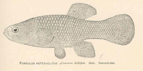Mummichog (Fundulus heteroclitus) |commons:File:FMIB 37934 Fundulus Heteroclitus Common Killfish Male.jpeg