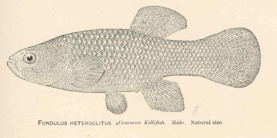 Mummichog (Fundulus heteroclitus) |commons:File:FMIB 37934 Fundulus Heteroclitus Common Killfish Male.jpeg