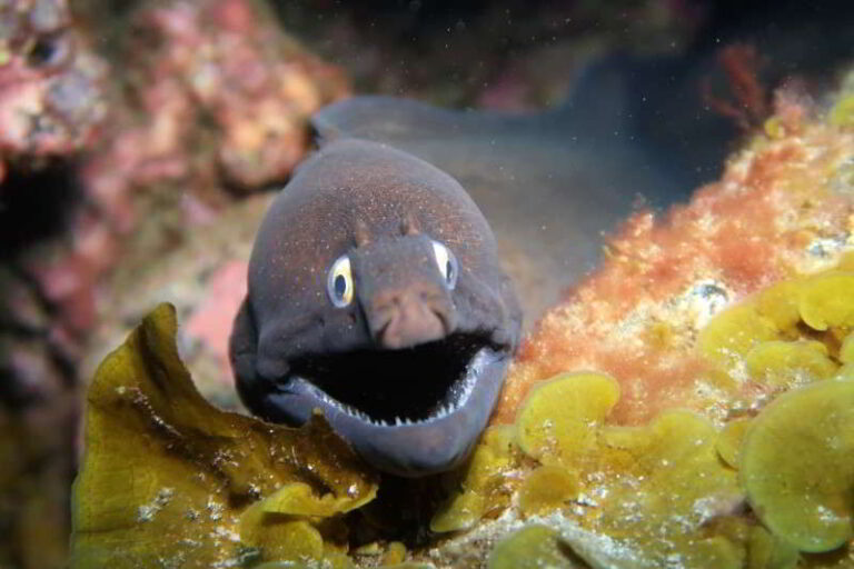 Muraena augusti (Muraena augusti) |commons:File:Black Moray Eel - Muraena augusti.jpg