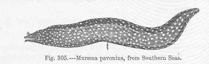 Muraena pavonina (Muraena pavonina) |commons:File:FMIB 47182 Muraena pavonina, from Southern Seas.jpeg