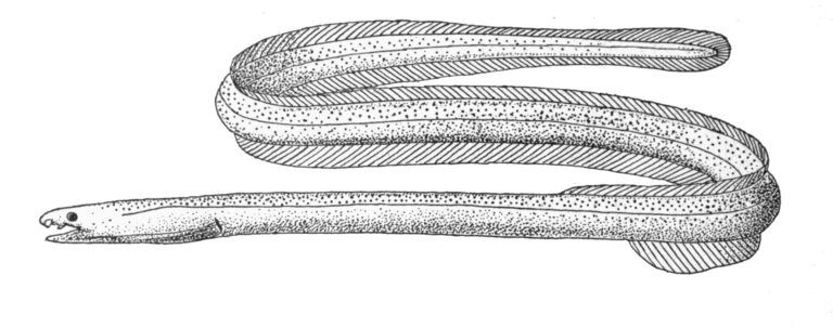 Muraenichthys gymnopterus (Muraenichthys gymnopterus) |commons:File:Muraenichthys gymnopterus.jpg