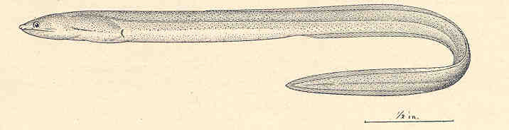 Muraenichthys thompsoni (Muraenichthys thompsoni) |commons:File:FMIB 35631 Muraenichthys thompsoni, new species Type.jpeg
