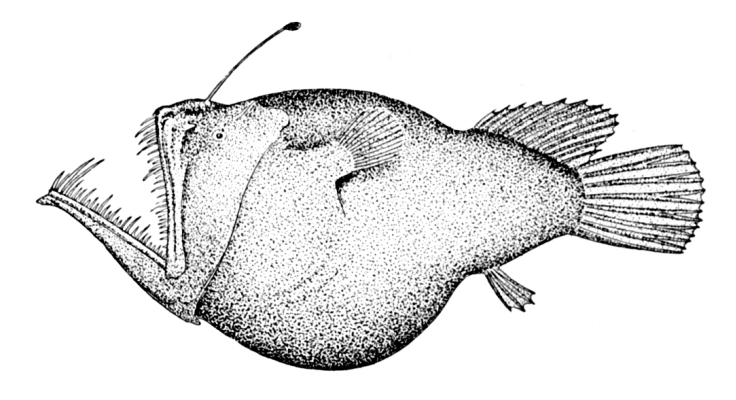 Murray's Abyssal Anglerfish (Melanocetus murrayi) |commons:File:Melanocetus murrayi.jpg