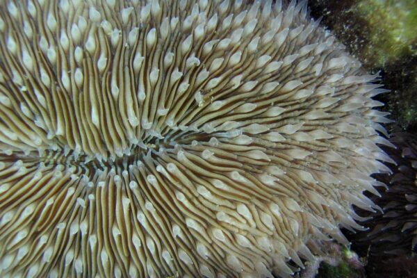 Mushroom Coral Fungia scutaria