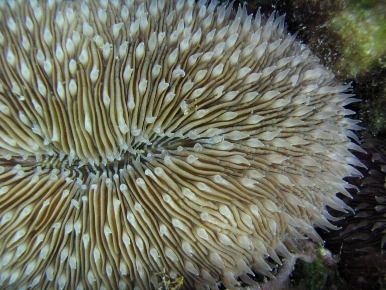 Mushroom Coral Fungia scutaria