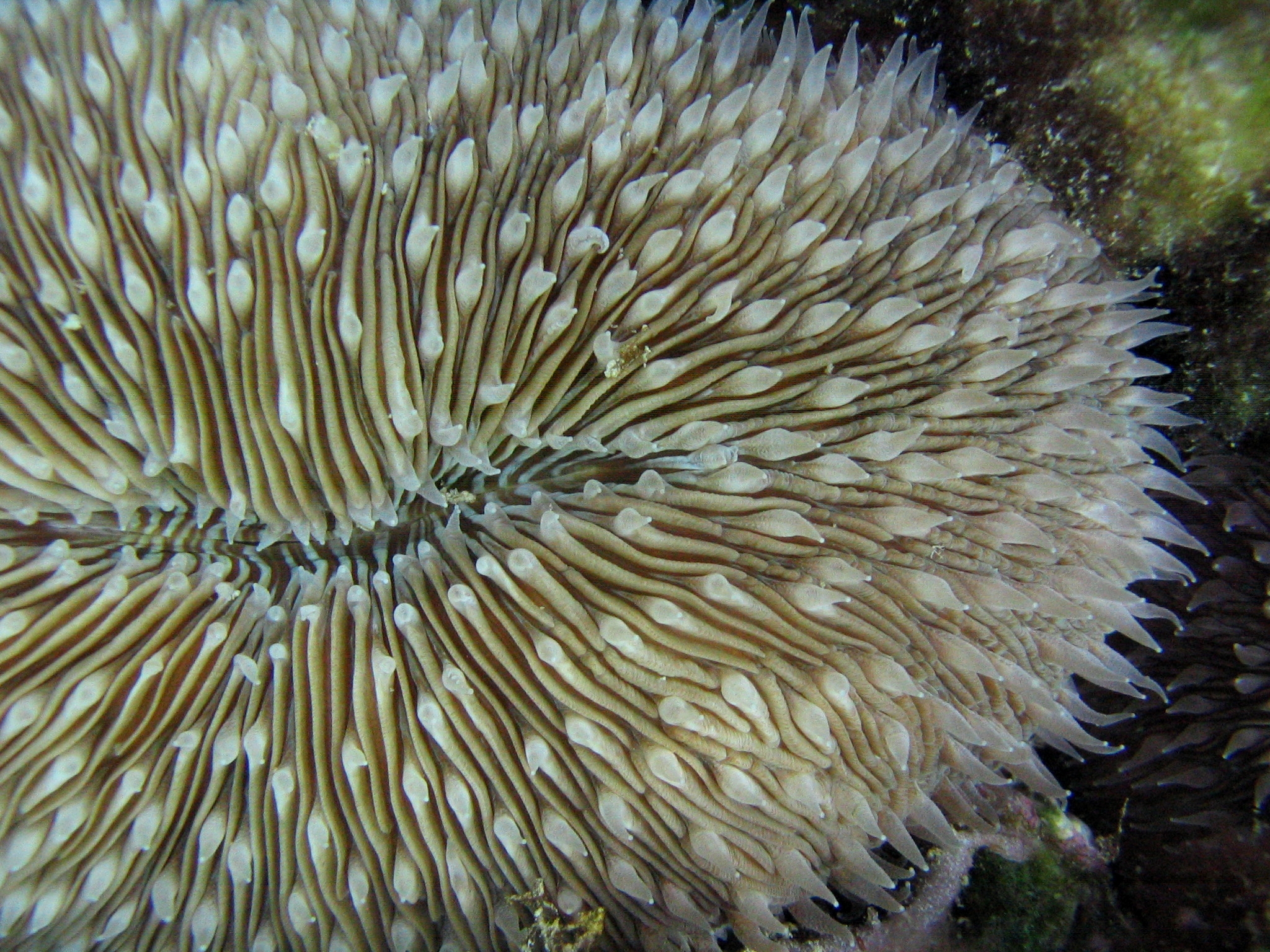 Mushroom Coral Fungia scutaria