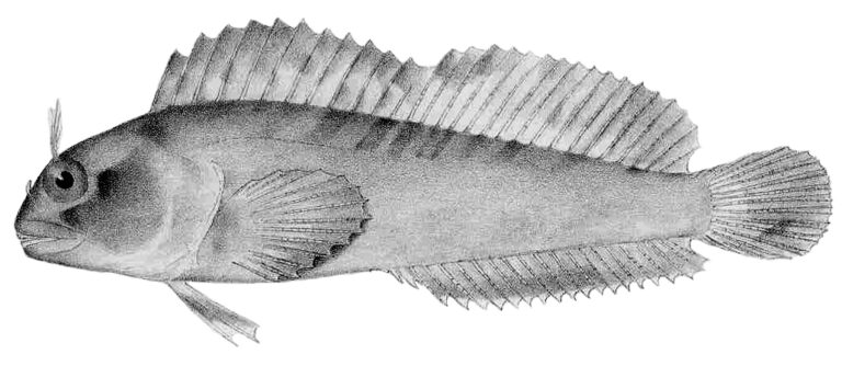 Mussel Blenny (Hypsoblennius jenkinsi) |commons:File:Hypsoblennius jenkinsi.jpeg