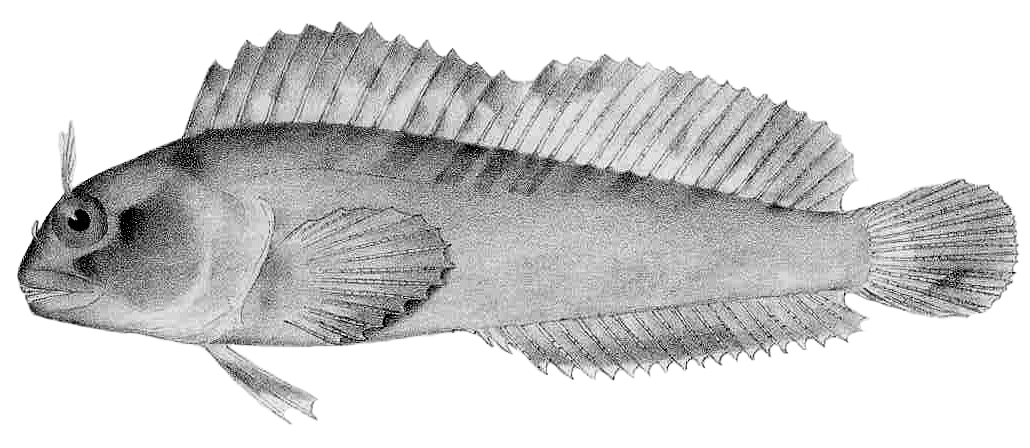 Mussel Blenny (Hypsoblennius jenkinsi) |commons:File:Hypsoblennius jenkinsi.jpeg