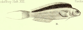 Muzzled Blenny (Omobranchus punctatus) |commons:File:Omobranchus punctatus.png