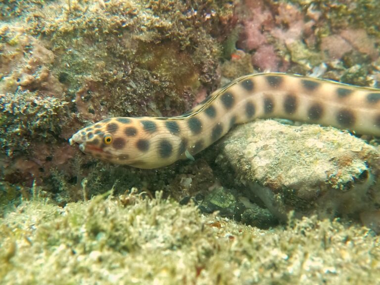 Myrichthys xysturus (Myrichthys xysturus) |commons:File:Myrichthys xysturus - Alberto Alcalá - 461078283.jpeg