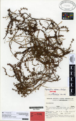 Myriophyllum Alpinum (Myriophyllum alpinum) |commons:File:Myriophyllum alpinum Orchard (AM AK176858).jpg
