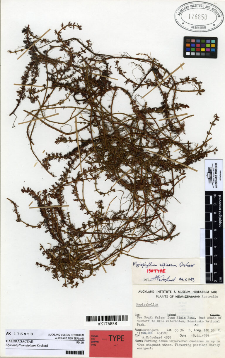 Myriophyllum Alpinum (Myriophyllum alpinum) |commons:File:Myriophyllum alpinum Orchard (AM AK176858).jpg