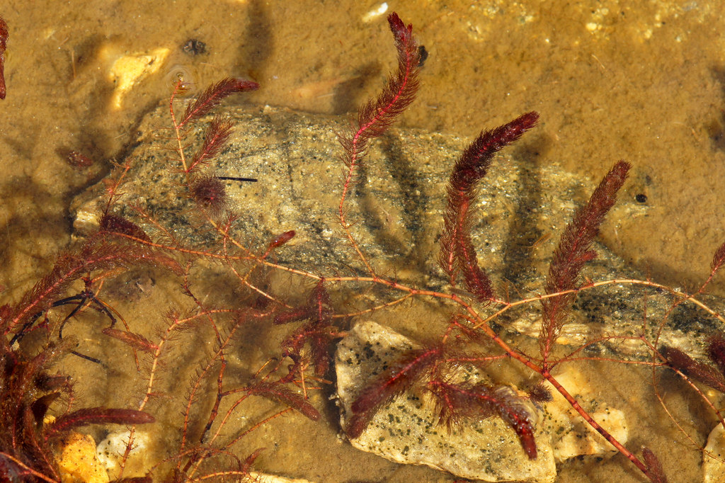 Myriophyllum Alterniflorum (Myriophyllum alterniflorum) |commons:File:Alternate-leaved Water-milfoil (Myriophyllum alterniflorum), Kidna Water, Collaster - geograph.org.uk - 4040056.jpg