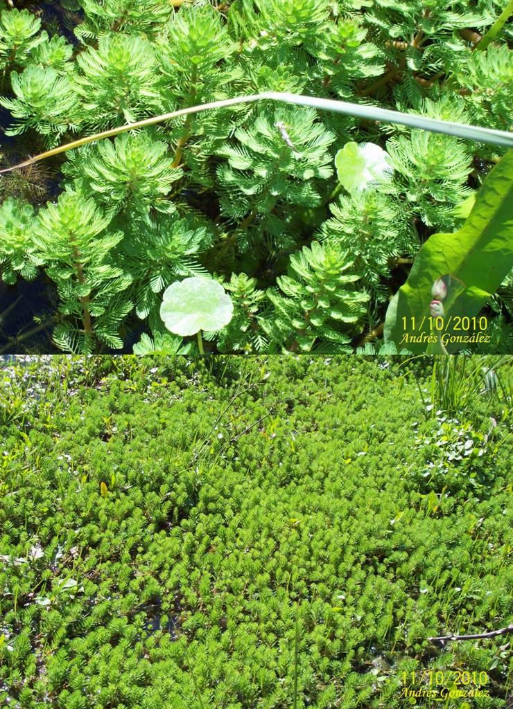 Myriophyllum Aquaticum (Myriophyllum aquaticum) |commons:File:Myriophyllum aquaticum.jpg