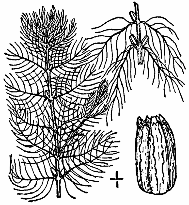 Myriophyllum Farwellii (Myriophyllum farwellii) |commons:File:Myriophyllum farwellii BB-1913.png