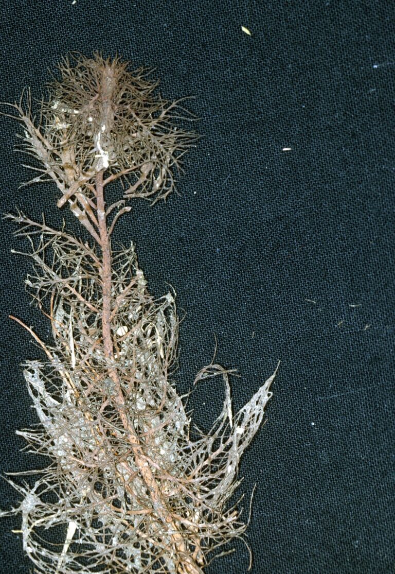 Myriophyllum Heterophyllum (Myriophyllum heterophyllum) |commons:File:Myriophyllum heterophyllum.jpg
