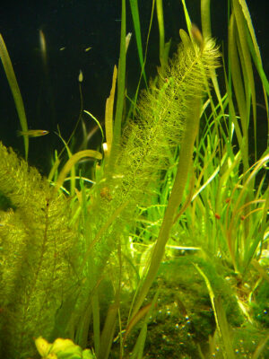 Myriophyllum Hippuroides (Myriophyllum hippuroides) |commons:File:Myriophyllum hippuroides 01.JPG