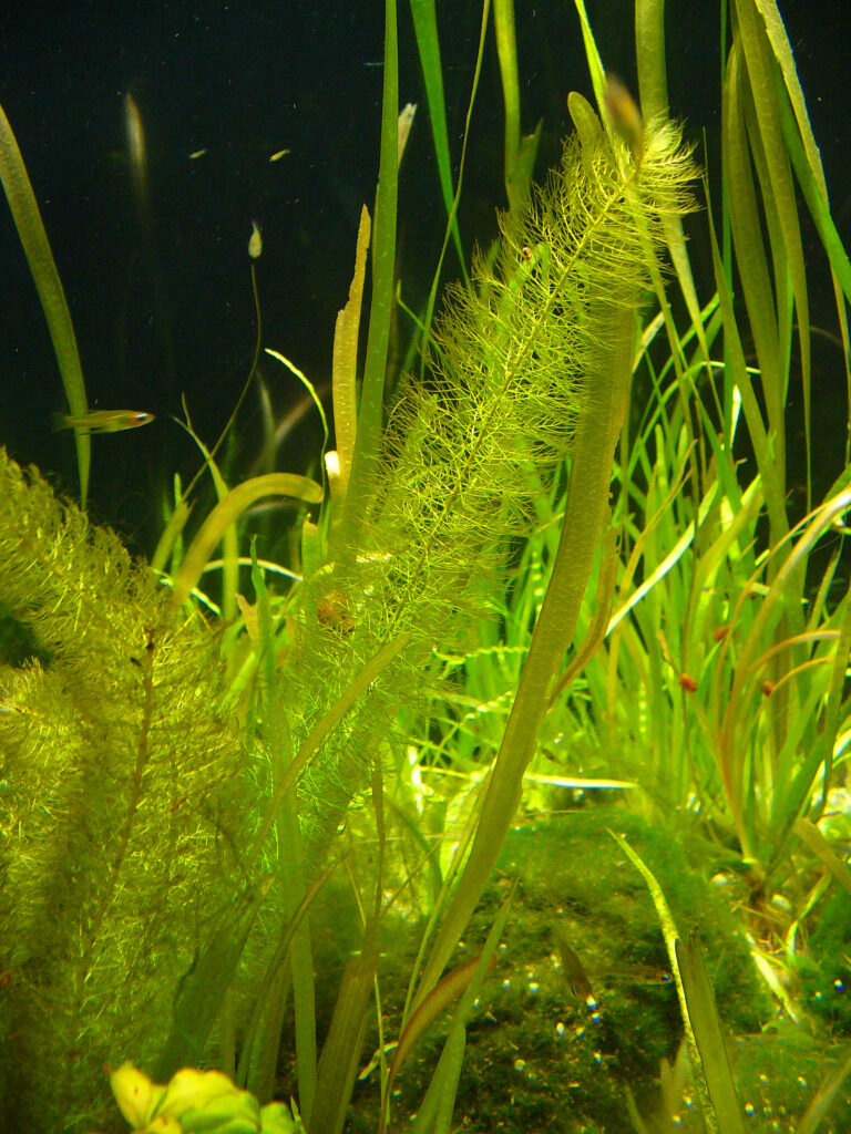 Myriophyllum Hippuroides (Myriophyllum hippuroides) |commons:File:Myriophyllum hippuroides 01.JPG