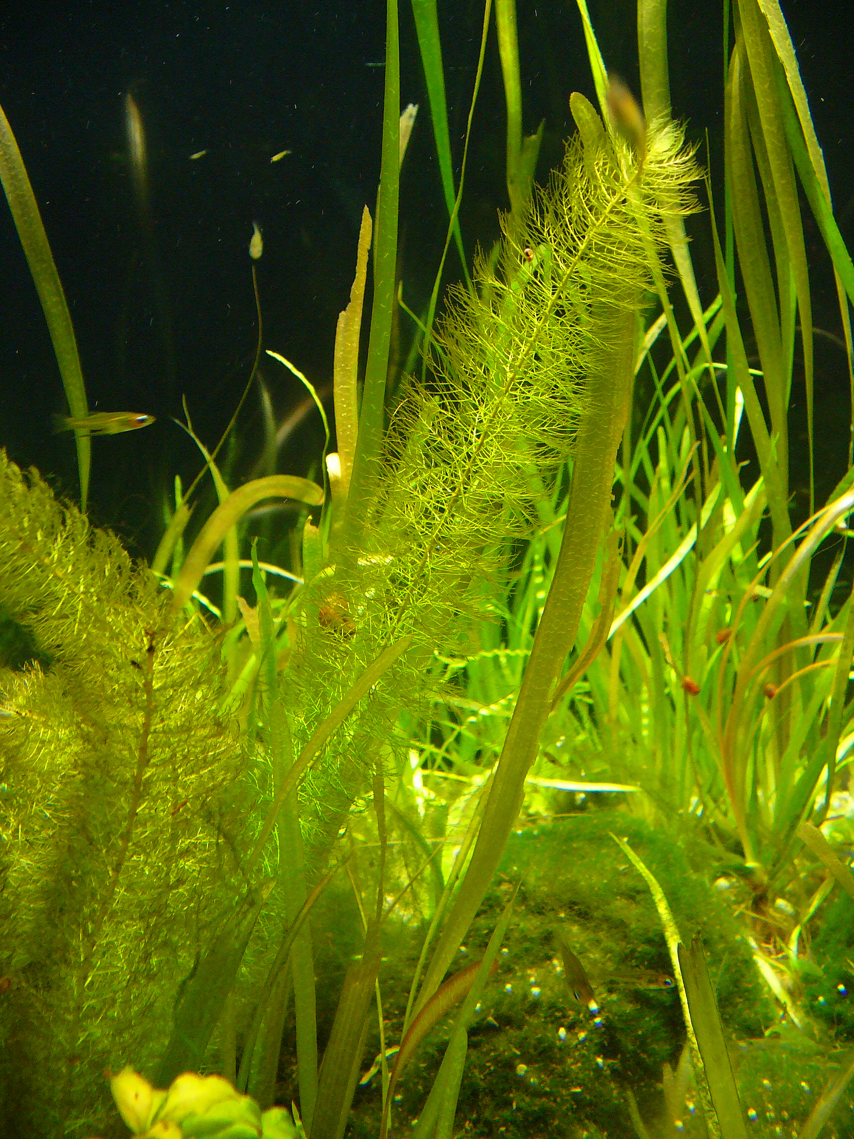Myriophyllum Hippuroides (Myriophyllum hippuroides) |commons:File:Myriophyllum hippuroides 01.JPG