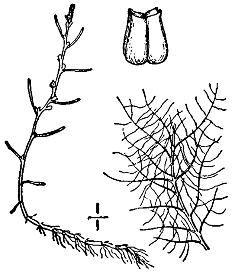 Myriophyllum Humile (Myriophyllum humile) |commons:File:Myriophyllum humile BB-1913.png