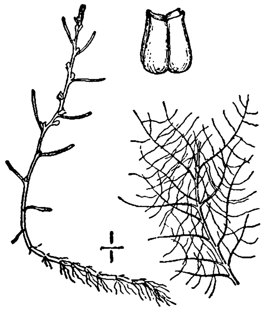 Myriophyllum Humile (Myriophyllum humile) |commons:File:Myriophyllum humile BB-1913.png