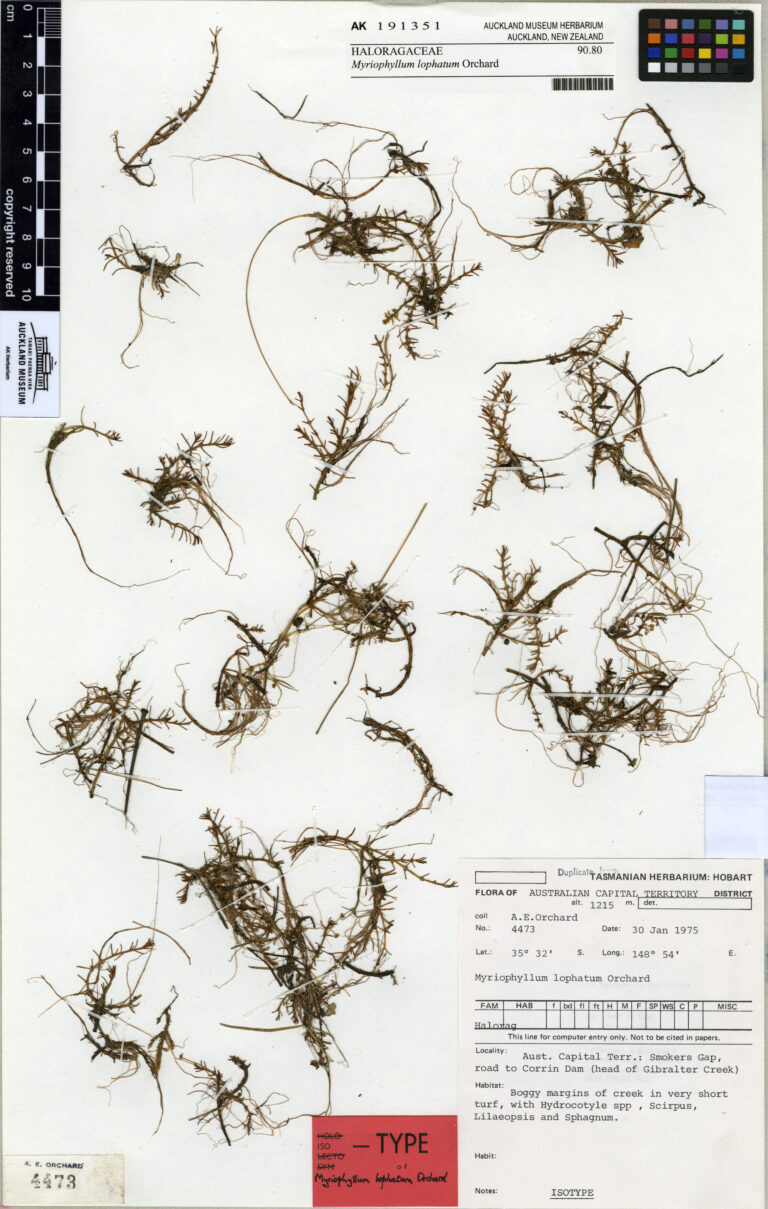 Myriophyllum Lophatum (Myriophyllum lophatum) |commons:File:Myriophyllum lophatum Orchard (AM AK191351).jpg